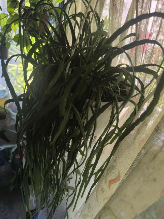 Lepismium Bolivianum