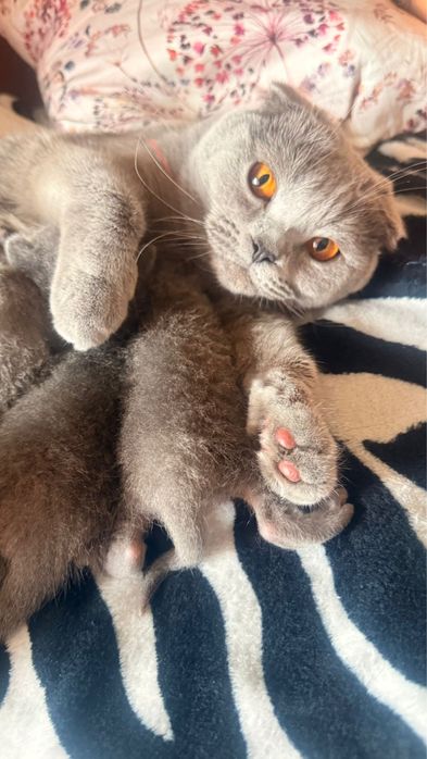 Pui de pisică British Shorthair & Scottish Fold – rasă deosebită