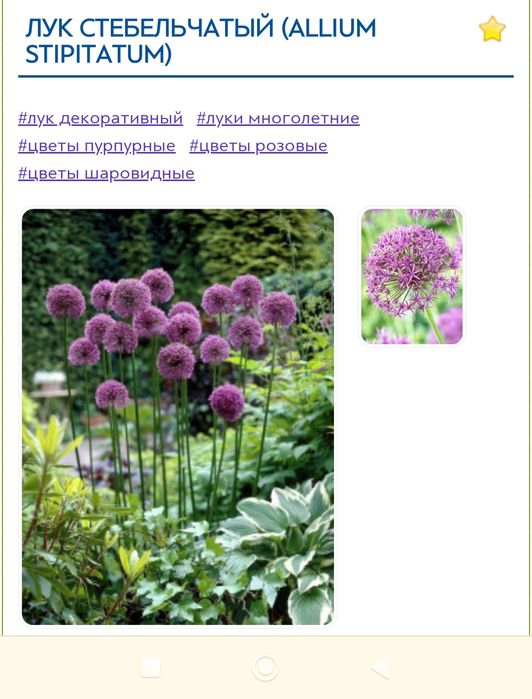 Лук декоративный очень красивый