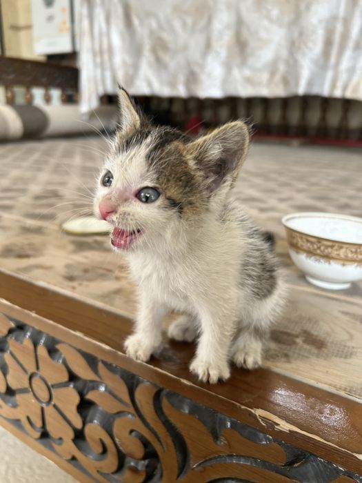 Кошка 1 месяц отдам в хорошие руки