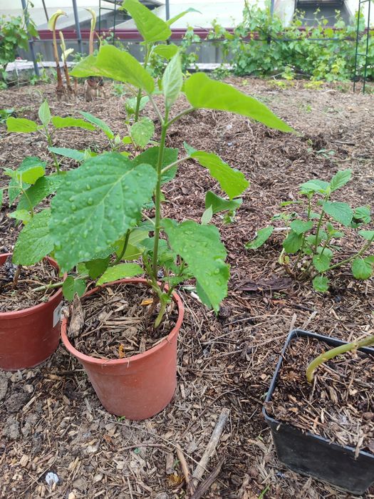 Гортензия Стронг Анабель