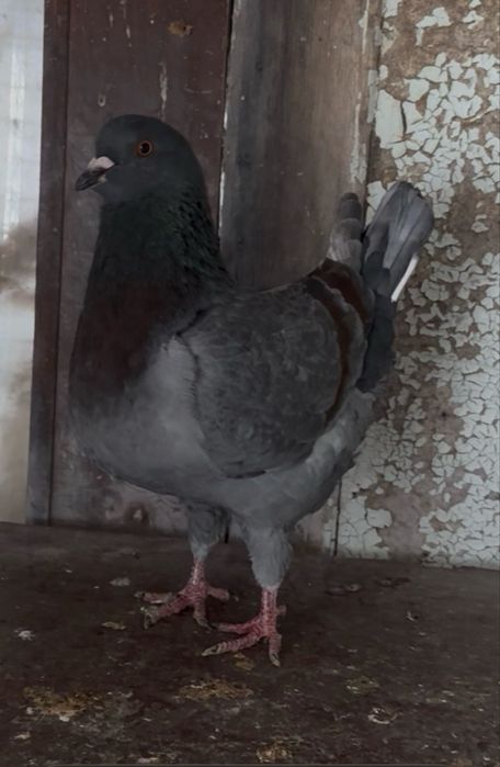 Продам голубей Кинги