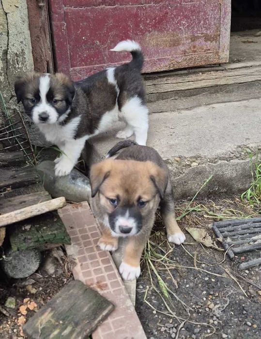 Dăruiesc spre adopție 3 pui grași și sănătoși