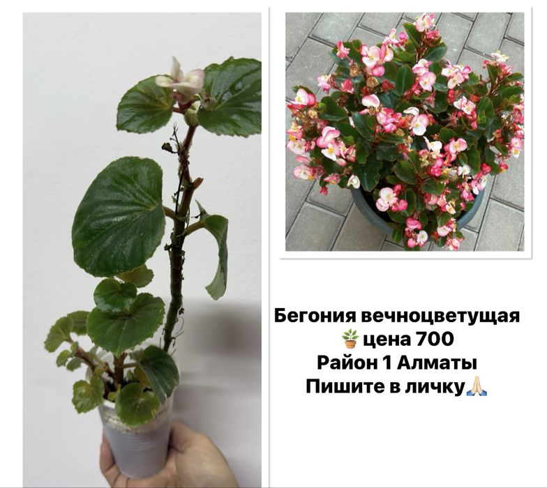 Продам комнатные цветы