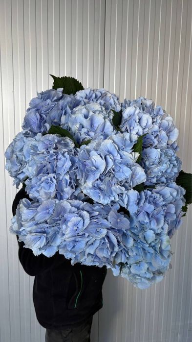 Тюльпаны оптом,доставка цветов,букет цветов,тюльпаны,пионы,розы