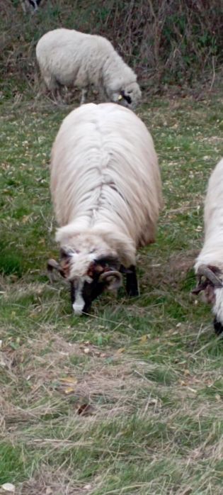 De vânzare doi miori periculoși, se pot vedea produși din ei, preț bun