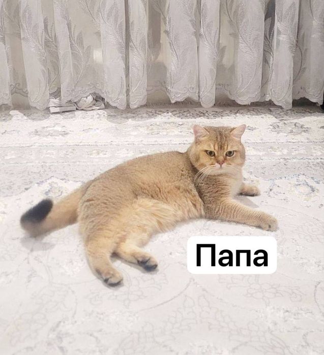 Продаётся золотистая шиншилла