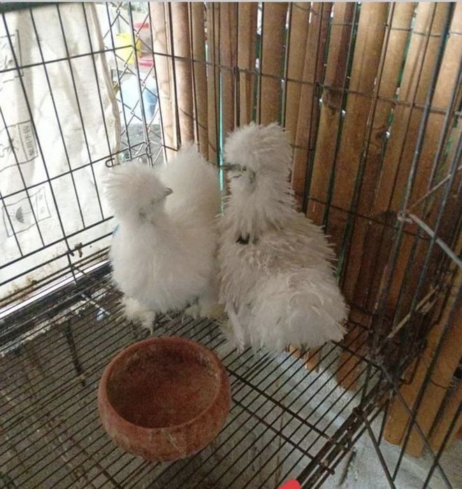 Продажа американский шолк куры