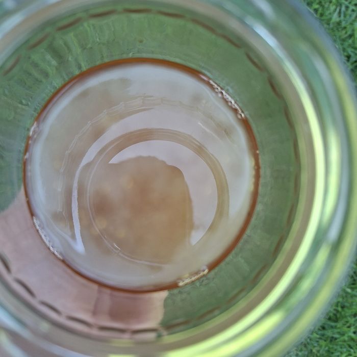 Scooby Kombucha+starter