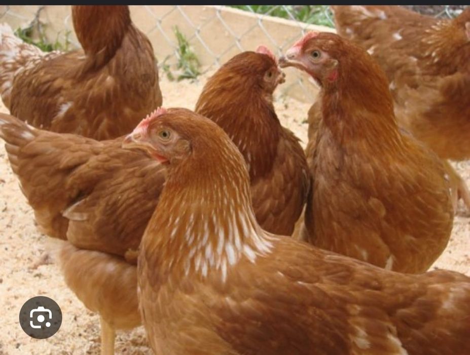 продажа куры малодке