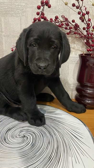 Щенки лабрадор-ретривера