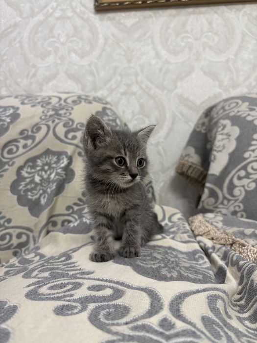 Отдам котенка даром