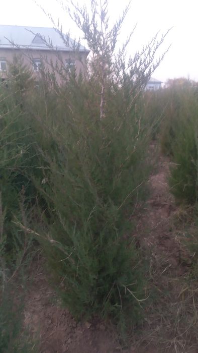 Можжевельник оптом