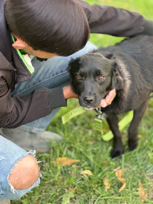 Собака в хорошие руки