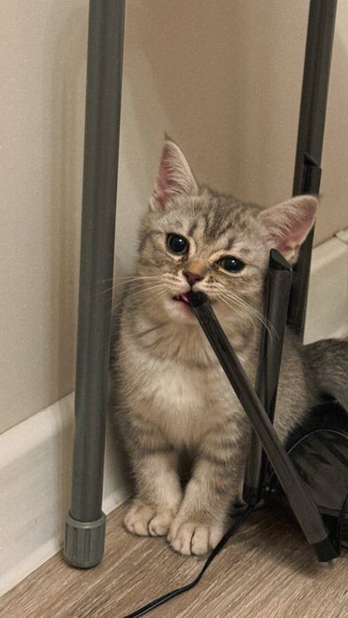 Котята(1 мальчик, 2 девочки)
