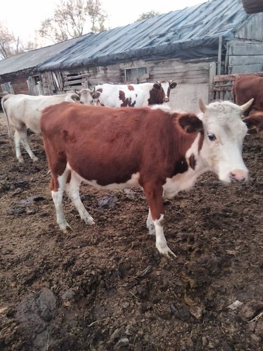 Продам тёлочку 1,6 месяцев.