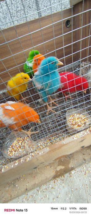 Sotiladi 1,5 oylik narxi 25.000 soʻm