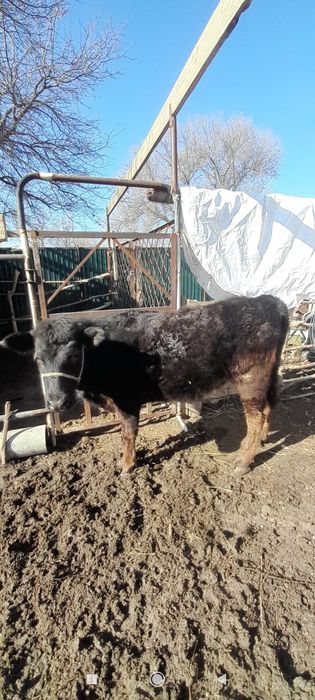 Ұзынағаш жаңақұрлыс