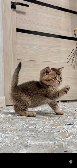 Котенок страйт 2 месяца