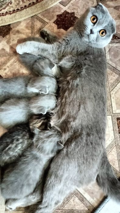 Продам котят вислоухих.