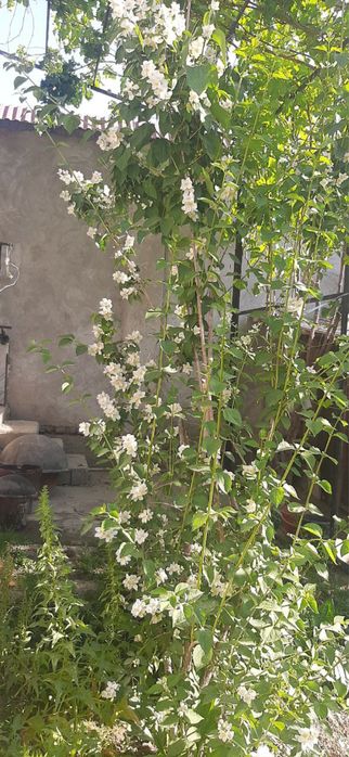 Жасмин гул кўчатлари сотилади, гули хушбўй