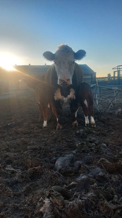 Продам КРС, в количестве 40 голов