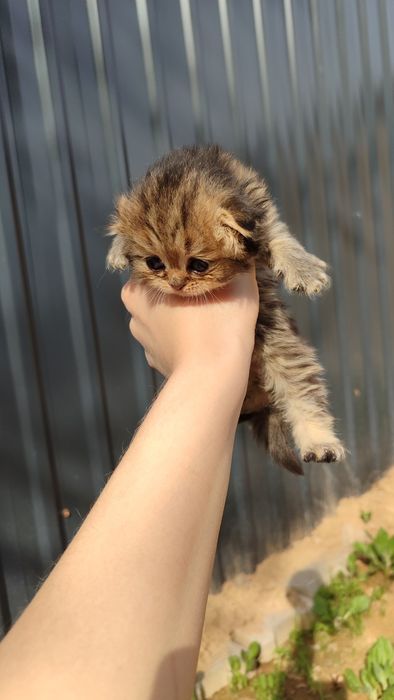 Skottish fold, продаётся срочно