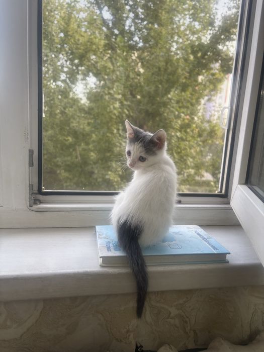 Белый котенок девочка в добрые руки