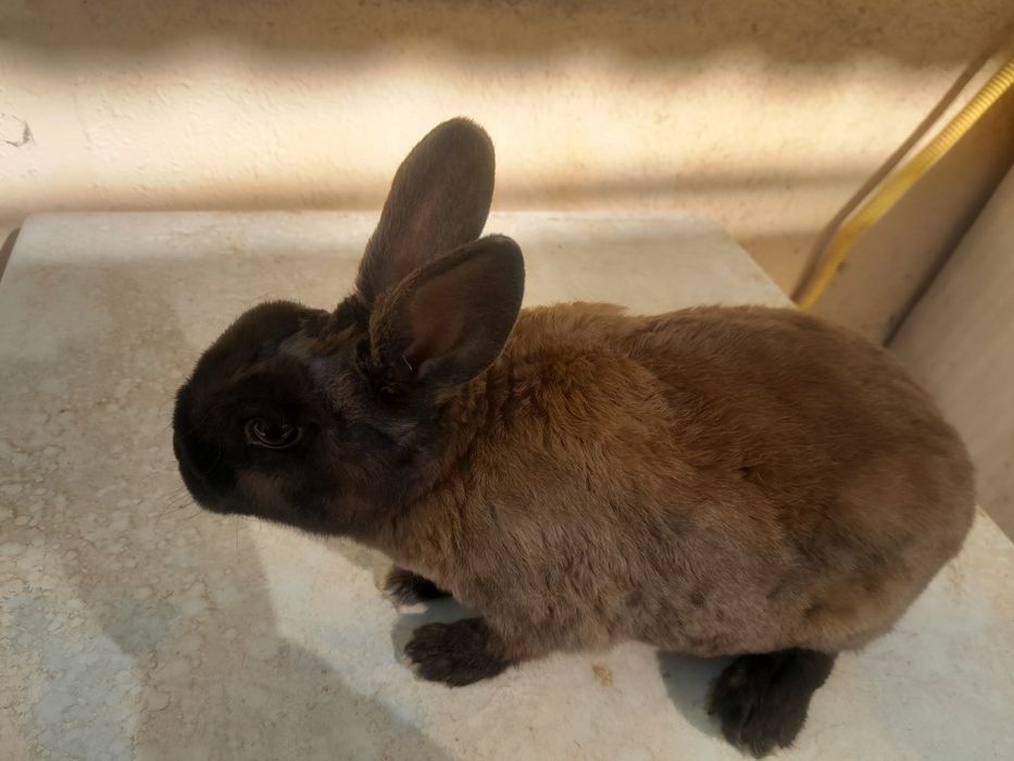 Quyon bolasi 3 oylik