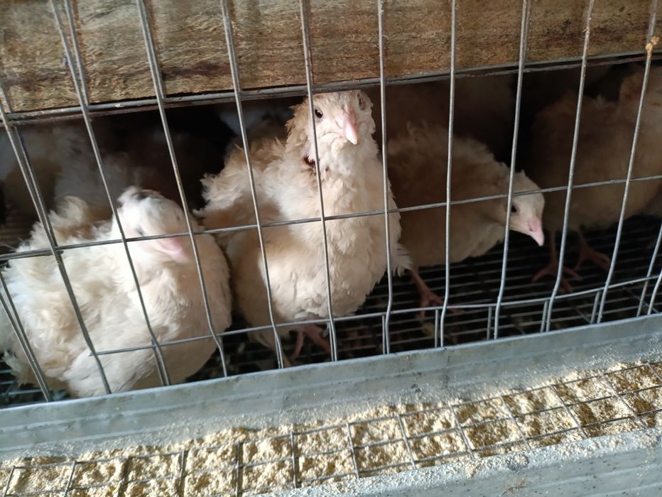 Белый гигант тухумларига заказ оламиз