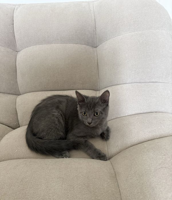 Котик 3 мес , мальчик абсолютно серый!