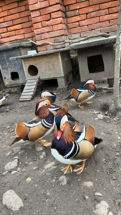 Rate exotice de vanzare