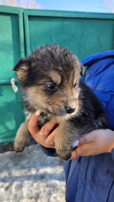 Отдам даром. Есть 8 щенят.