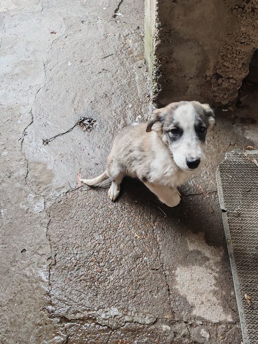 Отдам в добрые руки