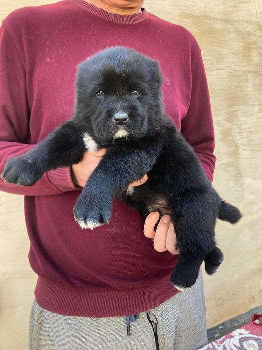 Щенок ( туркменского Алабая ) чистокровный