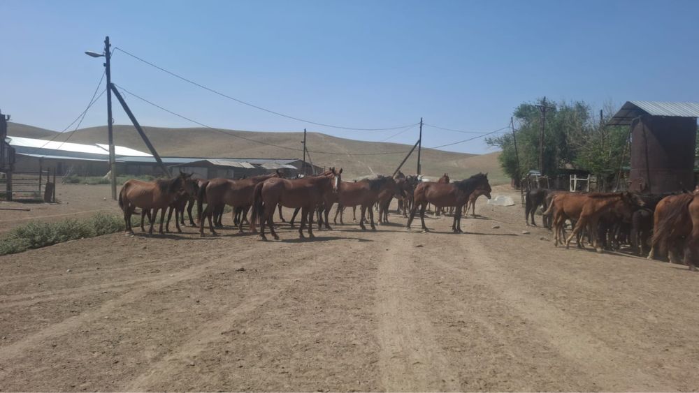 Бие 200 бас сатылады