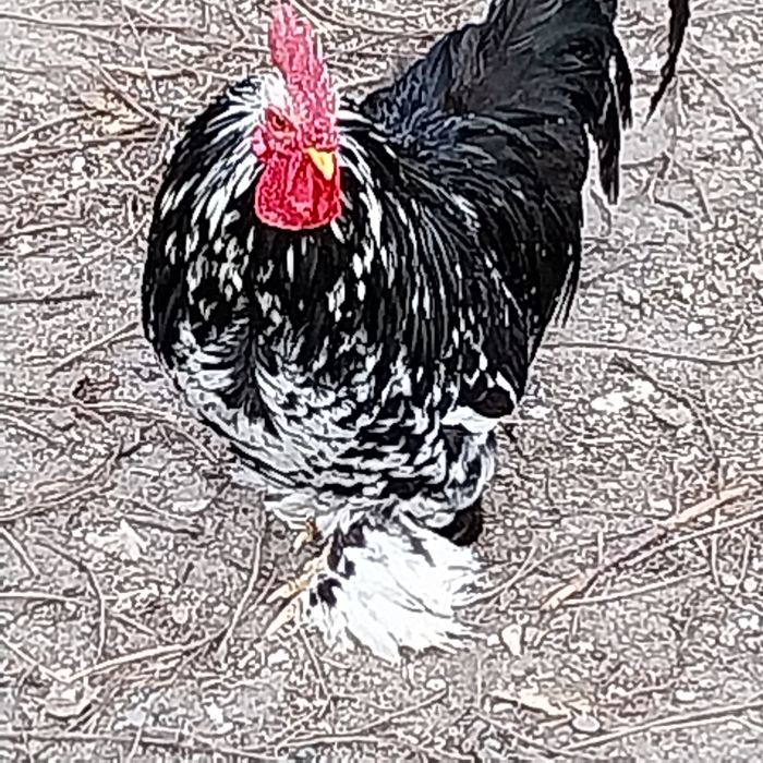 Găini americane și gâște Toulouse