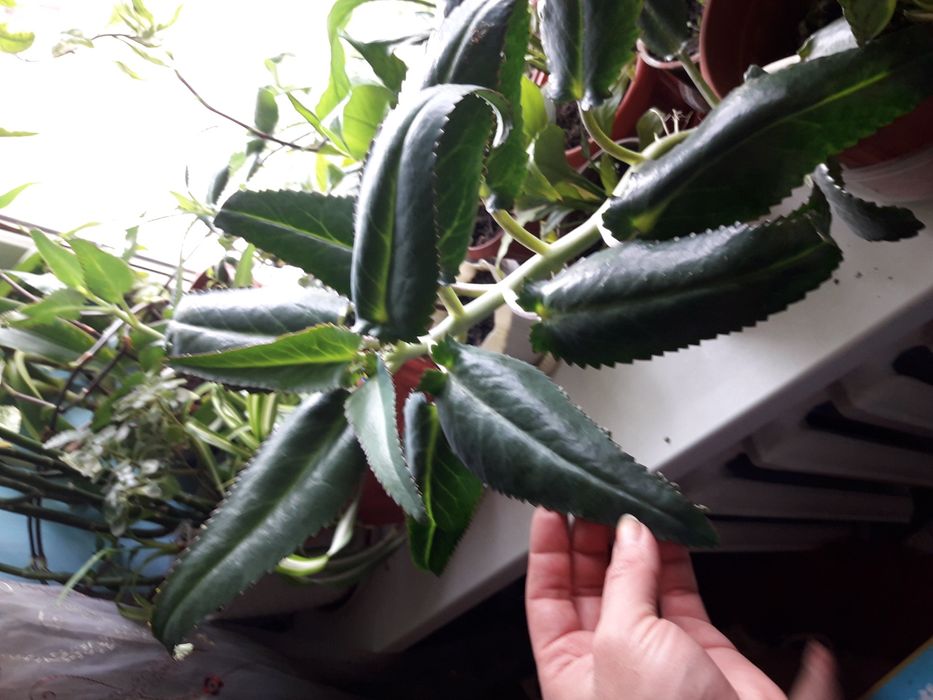 Лечебное Каланхое!