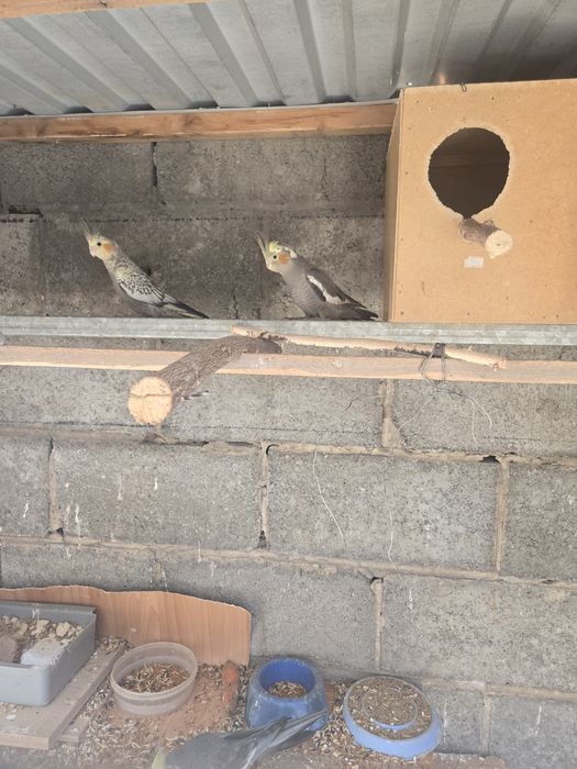 Попугай корелло молодняк