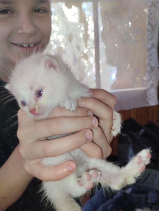 Срочно отдам котят