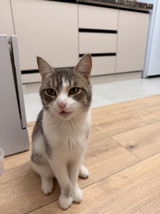 кот годик ему, отдам в добрые руки
