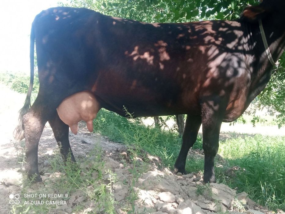 Ona bola sigir sotiladi. Bolasi hokizcha.