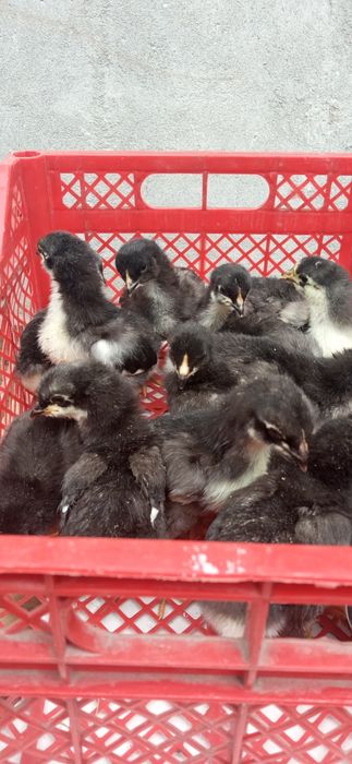 Джерси жужалари сотилади Фаргона