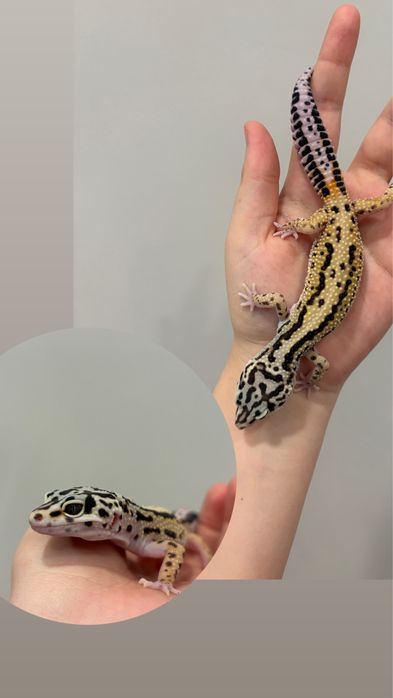 Гекконы эублефары  7 месяцев