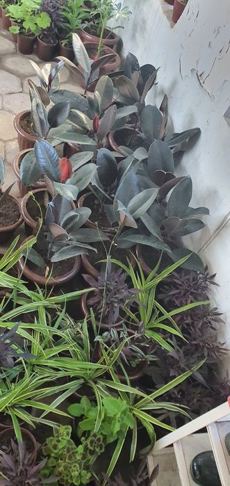 100 dan ortiq gular optim narxlarda   narxlari 15.000dan 60.000 gacha