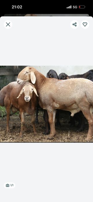 Кой сою касапшы сиыр сою