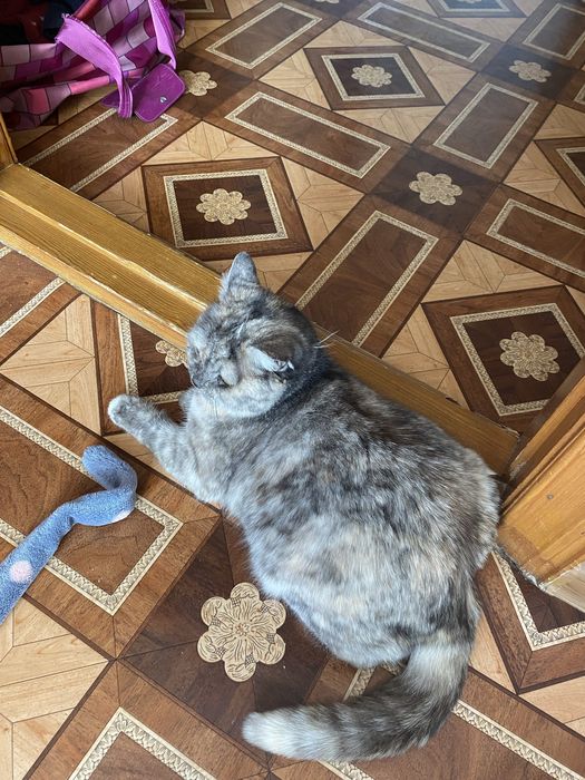 Кошечка в добрые заботливые руки