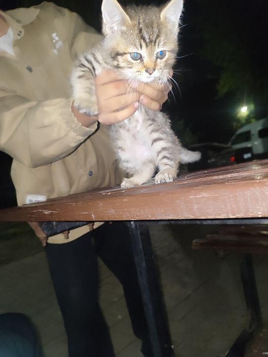 Кот привитый не болеет