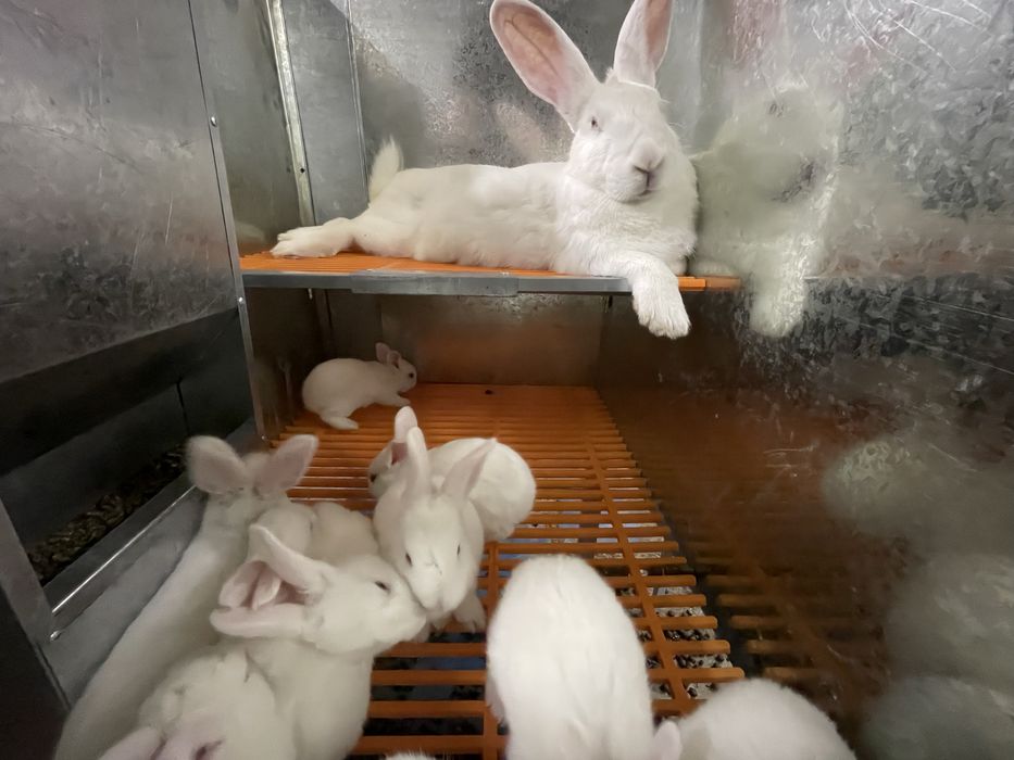 хиколь кролики (HIKOL)