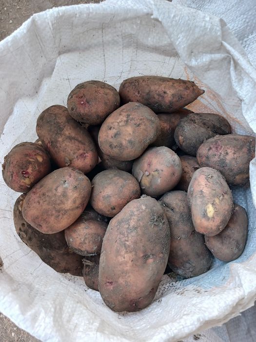 Продам картофель едовой